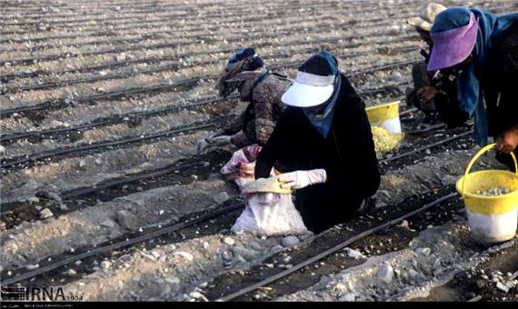 3000 هکتار از مزارع جنوب کرمان به کشت پیاز اختصاص یافت