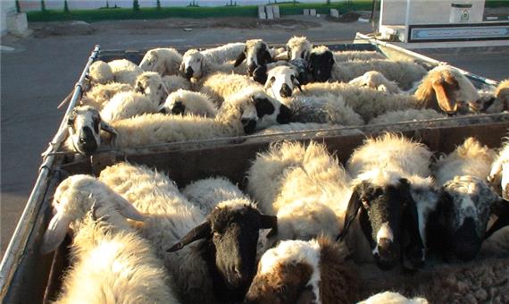 435 راس گوسفند قاچاق در شهربابک کشف شد
