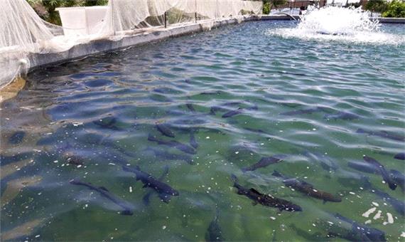 کرمان ظرفیت قابل توجهی در زمینه پرورش ماهی دارد