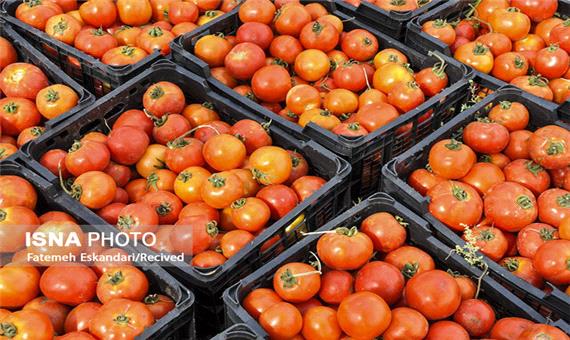 خرید حمایتی گوجه فرنگی از کشاورزان جنوب استان کرمان