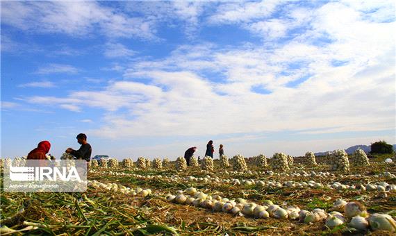 کرونا بیش از 2هزارمیلیاردتومان به کشاورزی جنوب کرمان خسارت زد
