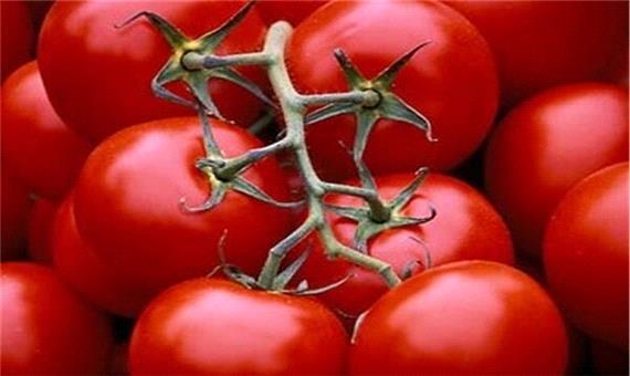 خرید حمایتی گوجه فرنگی از کشاورزان امروز آغاز می‌شود