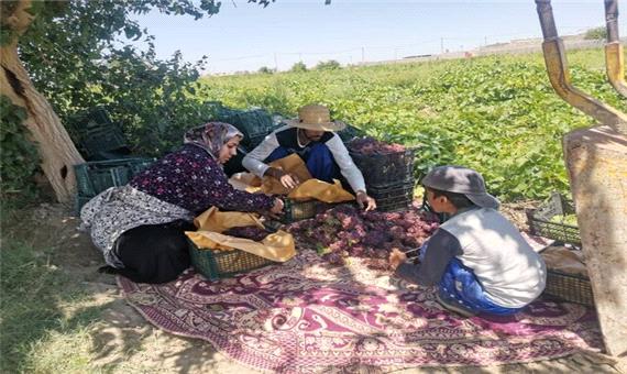 کشاورزان شمال استان کرمان، به 1600 میلیارد تومان سرمایه در گردش و ثابت نیاز دارند