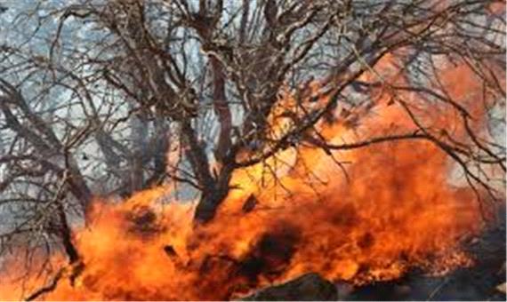 آتش‌سوزی در جنگل‌های پُشتکوه بافت