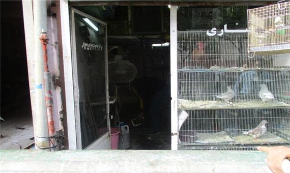 هشدار درباره خطر بازارهای پرنده فروشی کرمان در شیوع آنفلوانزای فوق حاد پرندگان