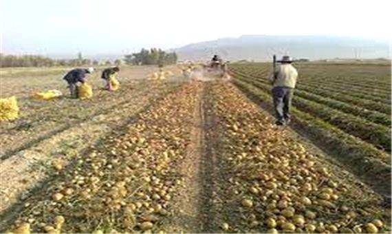 آغاز برداشت سیب زمینی طرح استمرار در جنوب کرمان