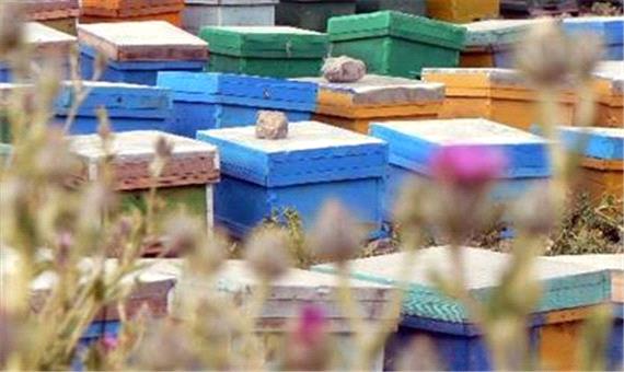 تولید 950 تن عسل در رابر/صادرات محصول به کشورهای حاشیه خلیج فارس