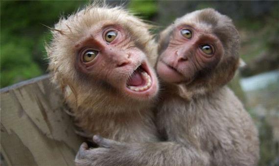 چرا انسان‌ها حرف می‌زنند، ولی میمون‌ها جیغ می‌کشند؟