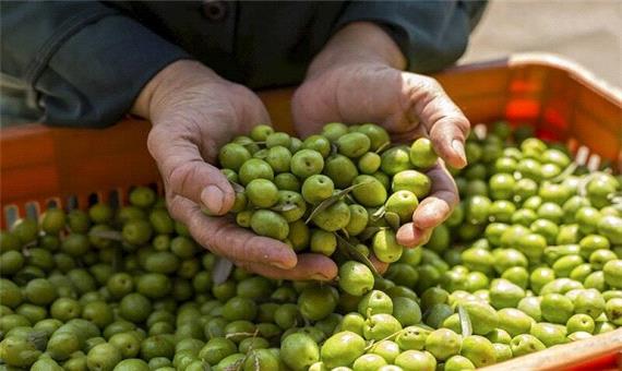 پیش بینی برداشت 3000 تن زیتون در جنوب استان کرمان