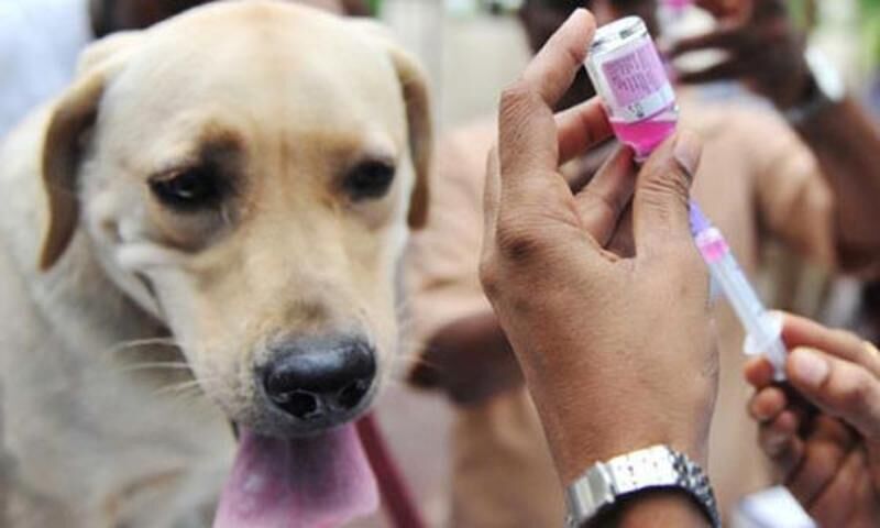 واکسیناسیون بیش از 10 هزار قلاده سگ علیه «هاری» در کرمان